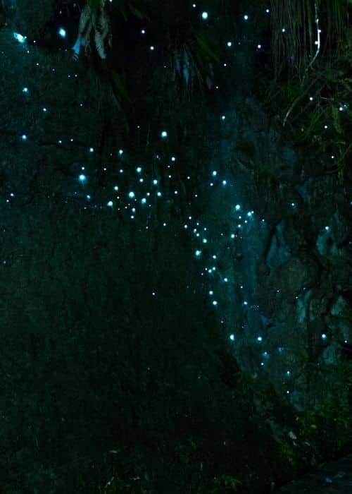 Glowworm