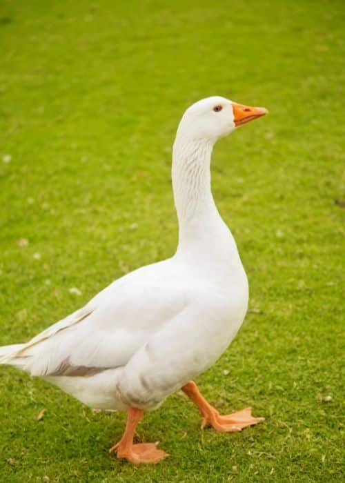 Goose