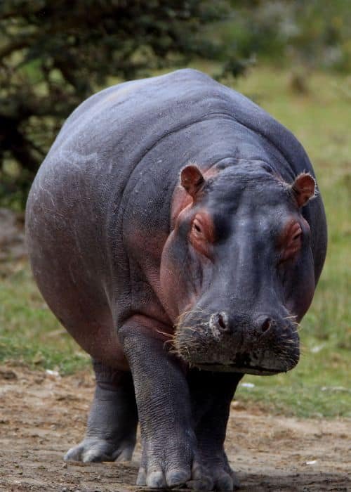 Hippopotamus