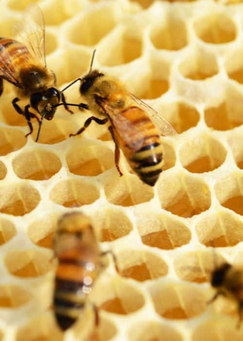 Hive