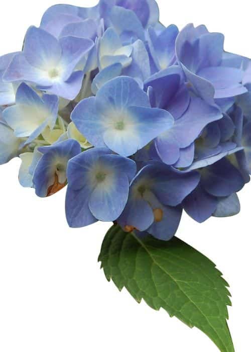 Hydrangea