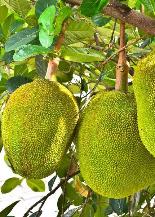 Jackfruit