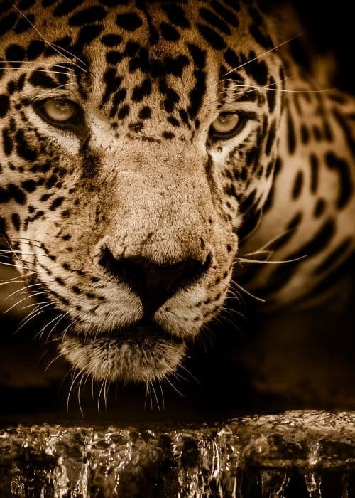 Jaguar