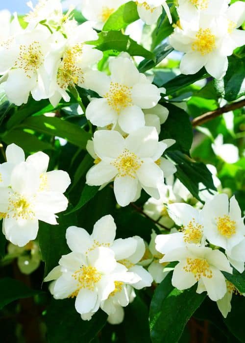 Jasmine