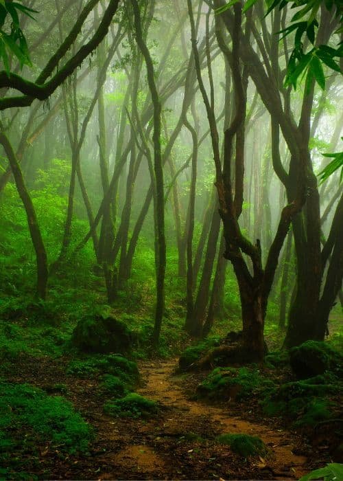 Jungle
