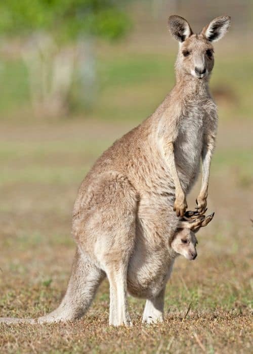 Kangaroo