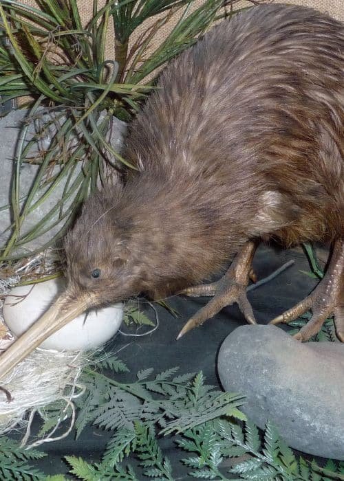 Kiwi (bird)