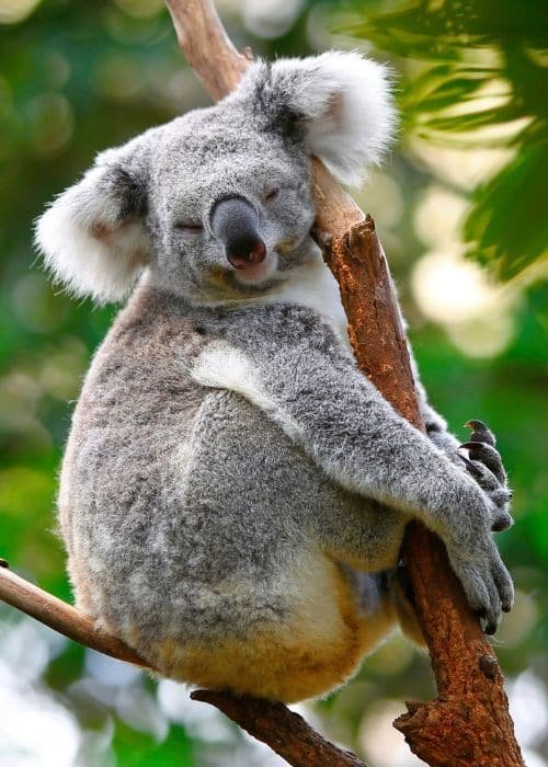 Koala