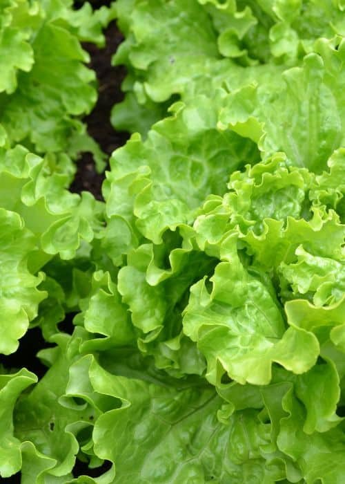 Lettuce