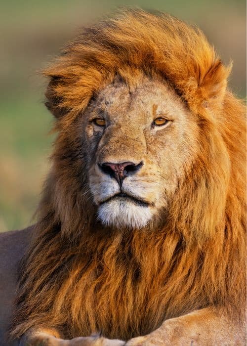 Lion