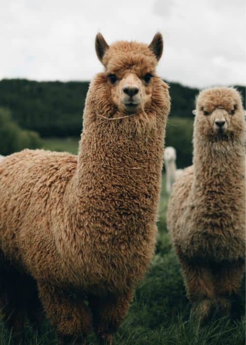 Llama