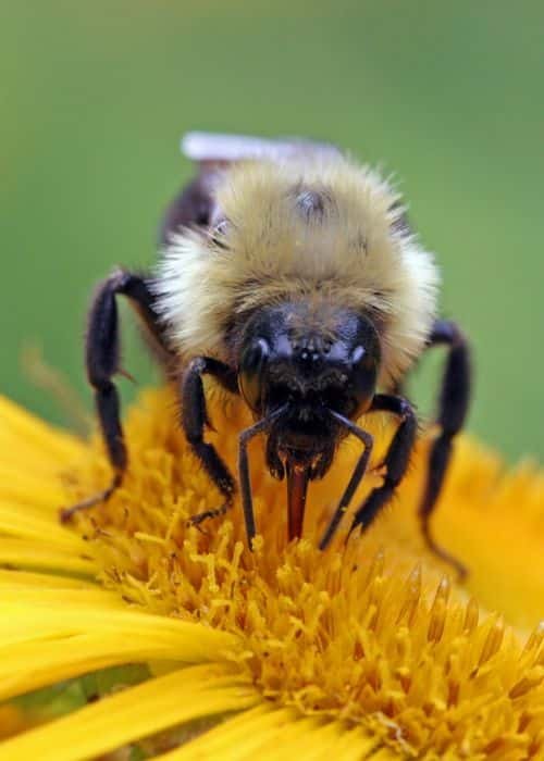 Nectar