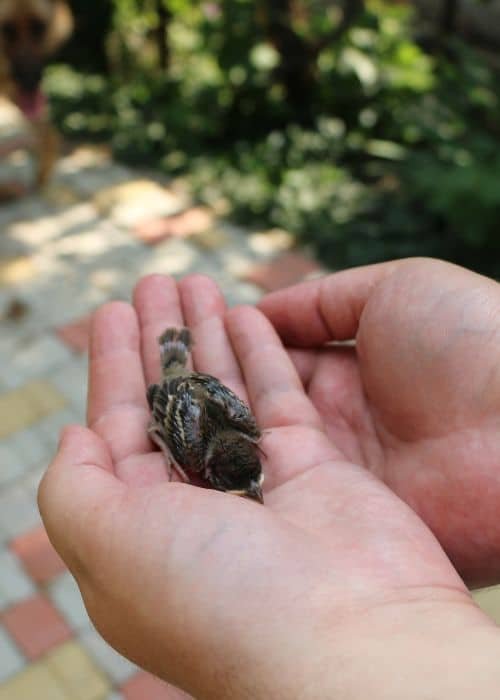 Nestling