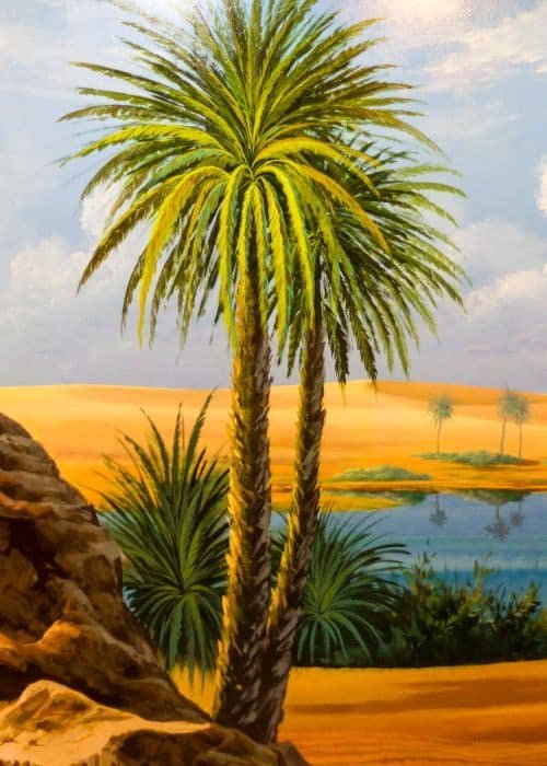 Oasis