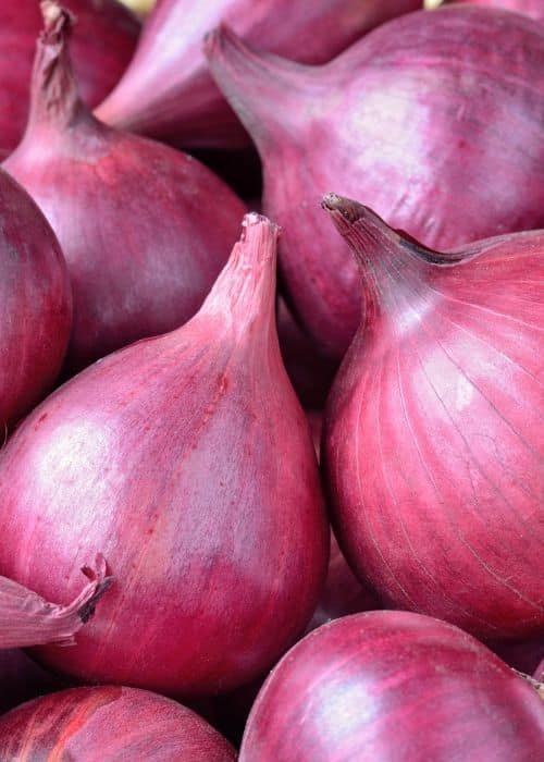 Onion