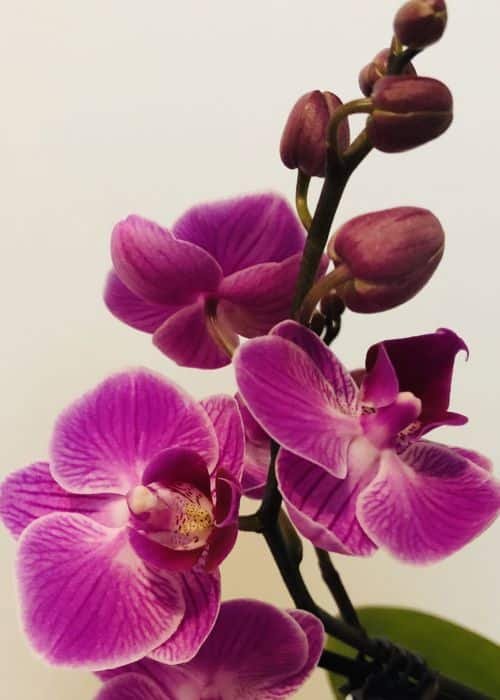 Orchid