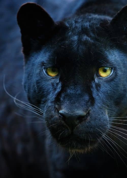 Panther