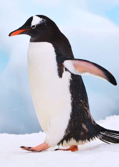 Penguin