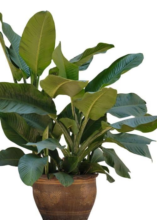 Plant