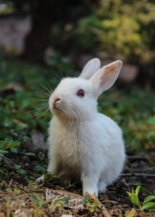 Rabbit