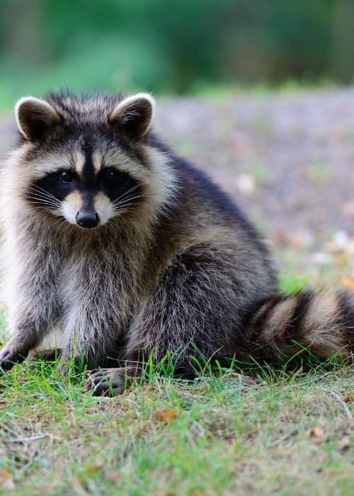 Raccoon