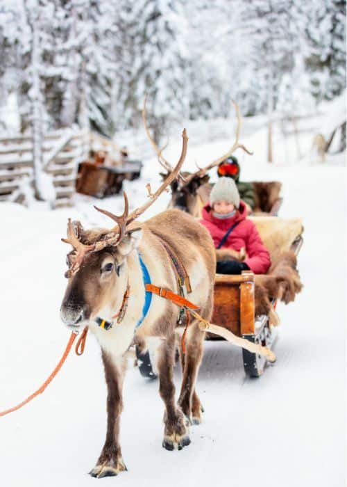 Reindeer