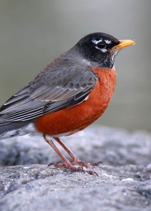 Robin