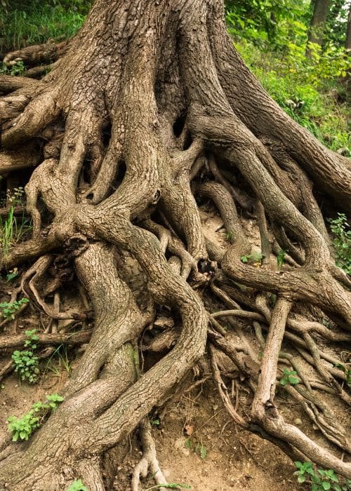 Root