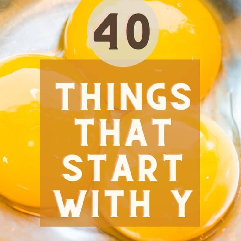 Things that Start with Y