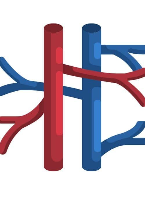 Vein
