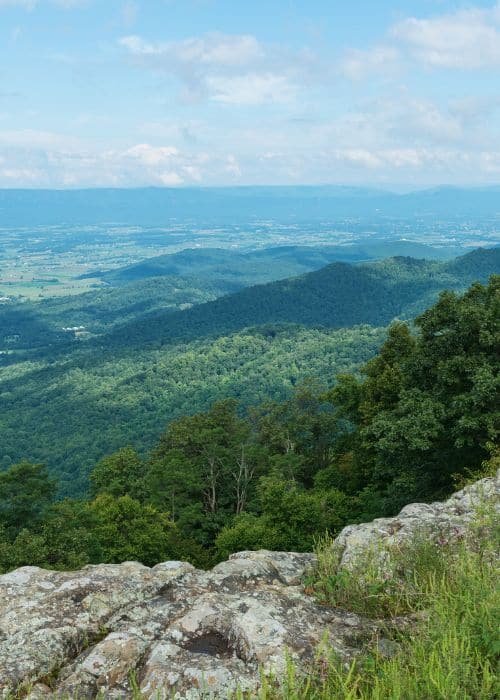 Vista
