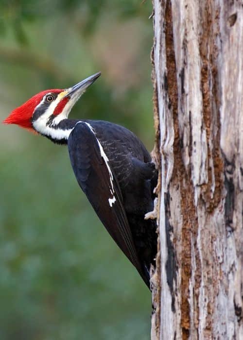 Woodpecker