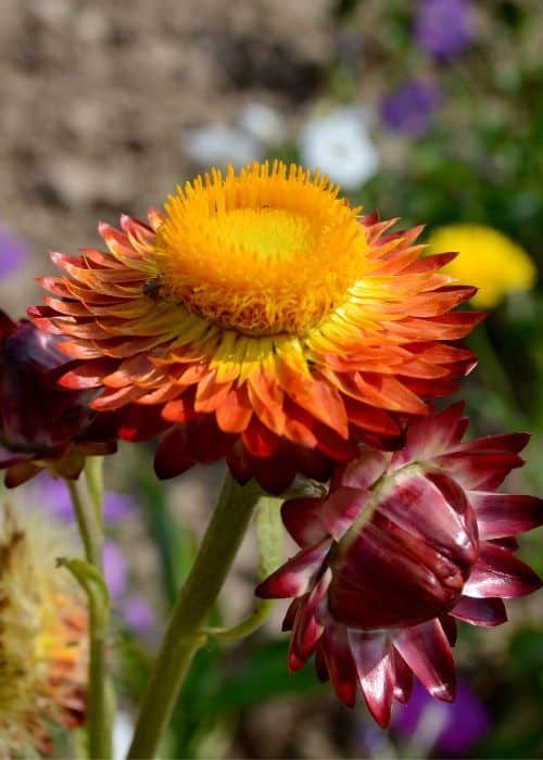 Xerochrysum