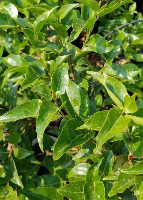 Xylosma