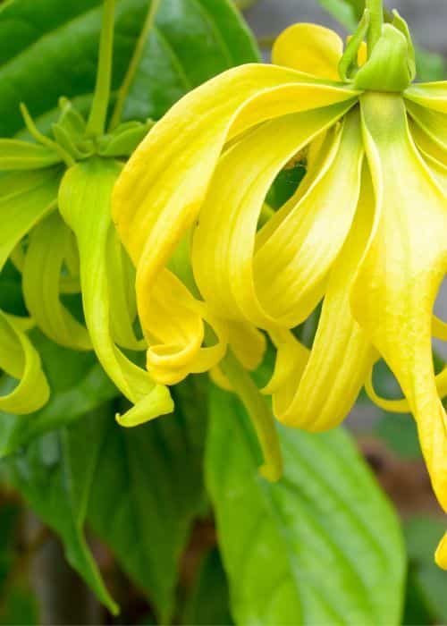 Ylang-ylang
