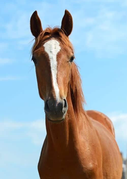horse