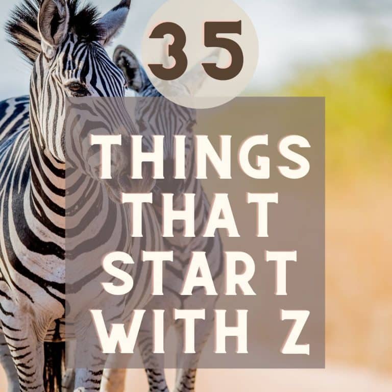 Things that Start with Z