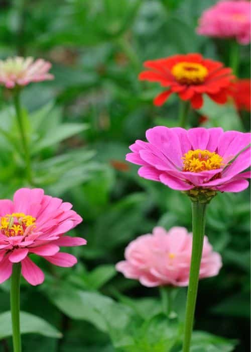 Zinnia flower