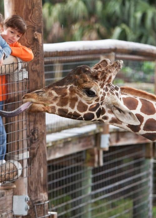 Zoo
