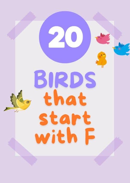 show and tell letter F