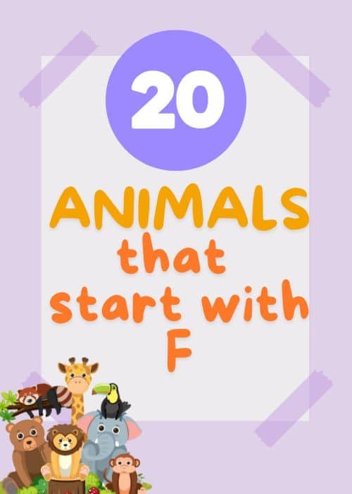 show and tell letter F