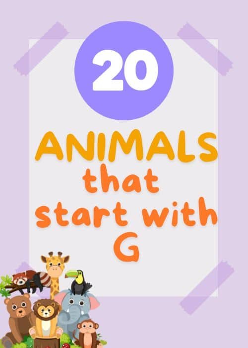 show and tell letter G